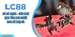 Đá Gà Mạng – Sân Chơi Kịch Tính Cho Người Đam Mê Chọi Gà